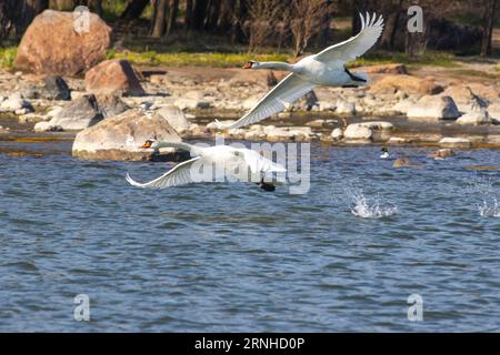 Cygnes muets à Helsinki, Finlande Banque D'Images