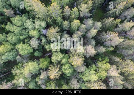 Une photo aérienne d'une forêt nordique à feuilles persistantes en Finlande Banque D'Images
