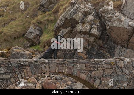 Le cocker noir était assis sur un pont bas au-dessus d'une rivière pleine de rochers Banque D'Images