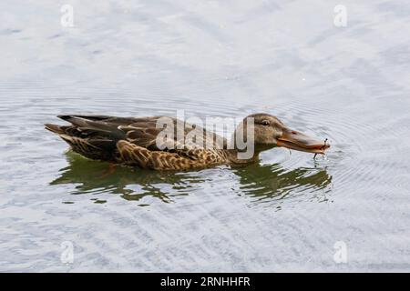 Une femelle du nord shoveler en Finlande Banque D'Images