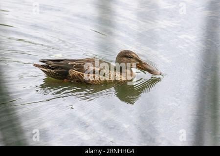 Une femelle du nord shoveler en Finlande Banque D'Images