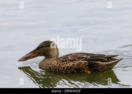 Une femelle du nord shoveler en Finlande Banque D'Images