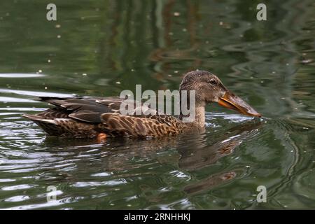 Une femelle du nord shoveler en Finlande Banque D'Images