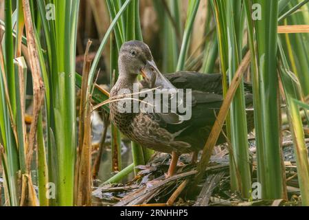 Une femelle du nord shoveler en Finlande Banque D'Images