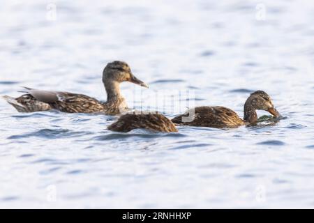 Une femelle du nord shoveler en Finlande Banque D'Images