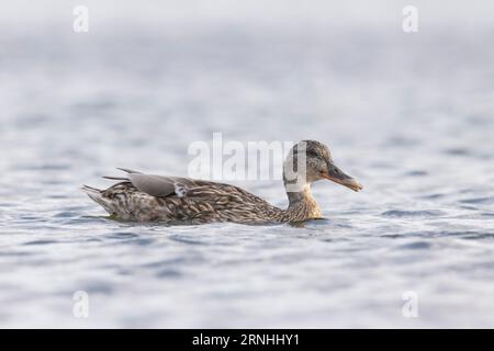 Une femelle du nord shoveler en Finlande Banque D'Images