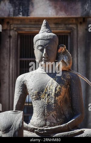 161128 -- LOPBURI, 28 novembre 2016 -- Un macaque crabe repose sur l'épaule d'une statue de Bouddha au sanctuaire Phra Prang Sam Yot à Lopburi, dans le centre de la Thaïlande, le 27 novembre 2016. Phra Prang Sam Yot, le monument historique de Lopburi, est devenu un paradis pour des milliers de macaques crabes. Les singes sont devenus la principale attraction touristique de Lopburi et une source majeure de revenus touristiques. gj THAÏLANDE-LOPBURI-CRABE-MACAQUE-TOURISME LixMangmang PUBLICATIONxNOTxINxCHN Banque D'Images