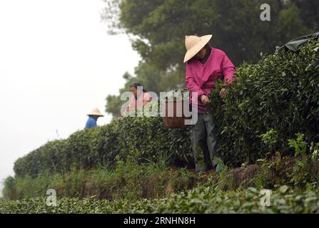 (161130) -- BEIJING , Nov. 30, 2016 -- Tea farmers pick fresh tea leaves at a tea garden in Shuangfeng Village of Hangzhou City, east China s Zhejiang Province, April 5, 2016, a day after Qingming , the 5th of the 24 solar terms in Chinese lunar calendar. The UN Educational, Scientific, and Cultural Organization (UNESCO) has inscribed China s The Twenty-Four Solar Terms on the Representative List of the Intangible Cultural Heritage of Humanity on Wednesday. ) (zkr) CHINA-SOLAR TERMS-INTANGIBLE CULTURAL HERITAGE(CN) HanxChuanhao PUBLICATIONxNOTxINxCHN   Beijing Nov 30 2016 Tea Farmers Pick Fres Stock Photo