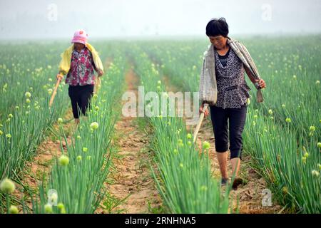 (161130) -- BEIJING , 30 novembre 2016 -- les villageois fertilisent le champ le jour de Xiaoshu (chaleur moindre), le 11e des 24 termes solaires du calendrier lunaire chinois qui signifie le début de l'été chaud, dans la ville de Jiazhai du comté de Chiping à Liaocheng, province du Shandong de l'est de la Chine, le 7 juillet 2016. L Organisation des Nations Unies pour l éducation, la science et la culture (UNESCO) a inscrit mercredi les vingt-quatre termes solaires de la Chine sur la liste représentative du patrimoine culturel immatériel de l humanité. ) (zkr) CHINE-TERMES SOLAIRES-PATRIMOINE CULTUREL IMMATÉRIEL(CN) ZhaoxYuguo PUBLICATIONxNOTxINxCHN Banque D'Images