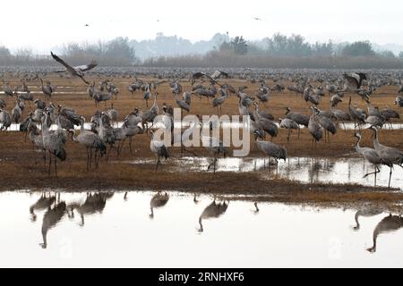 (161216) -- VALLÉE DE LA HULA, 16 décembre 2016 -- grues grises s'affleurent au lac Agamon Hula, dans la vallée de la Hula, dans le nord d'Israël, 16 décembre 2016. Quelque 44 000 grues grises sont restées cet hiver dans le lac Agamon Hula au lieu de migrer vers l'Afrique, profitant de la source d'eau artificielle. (Xinhu/) ISRAEL-HULA VALLEY-GRUES-MIGRATION HIVERNALE GilxCohenxMagen PUBLICATIONxNOTxINxCHN Hula Valley DEC 16 2016 Gray Cranes Flock AU lac AGAMON Hula dans la vallée Hula au nord d'Israël DEC 16 2016 quelque 44 000 grues grises sont restées cet hiver dans le lac AGAMON Hula au lieu de migrer vers l'Afrique Banque D'Images