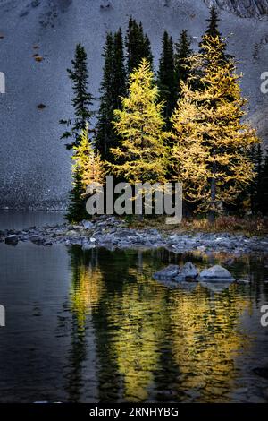 Les mélèzes de montagne se reflètent sur un lac aux couleurs automnales le long des montagnes Rocheuses canadiennes à Chester Lake Alberta. Banque D'Images