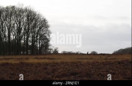 (161224) -- LONDRES, 24 décembre 2016 -- une photo prise le 24 décembre 2016 montre des cerfs dans Richmond Park, Londres, Grande-Bretagne. Richmond Park, le plus grand parc royal de Londres couvrant une superficie de 2 500 acres, est également une réserve naturelle nationale et un parc à cerfs avec 630 cerfs rouges et jachères errant librement.) BRITAIN-LONDON-NATURE-RICHMOND PARK-DEER HanxYan PUBLICATIONxNOTxINxCHN Londres DEC 24 2016 photo prise LE 24 2016 DEC montre des cerfs dans Richmond Park Londres Britain Richmond Park le plus grand parc royal de Londres couvrant une superficie de 2 500 acres EST donc une réserve naturelle nationale et Deer Park avec 630 Red et Fallo Banque D'Images