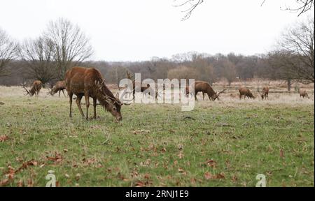 (161224) -- LONDRES, 24 décembre 2016 -- une photo prise le 24 décembre 2016 montre des cerfs dans Richmond Park, Londres, Grande-Bretagne. Richmond Park, le plus grand parc royal de Londres couvrant une superficie de 2 500 acres, est également une réserve naturelle nationale et un parc à cerfs avec 630 cerfs rouges et jachères errant librement.) BRITAIN-LONDON-NATURE-RICHMOND PARK-DEER HanxYan PUBLICATIONxNOTxINxCHN Londres DEC 24 2016 photo prise LE 24 2016 DEC montre des cerfs dans Richmond Park Londres Britain Richmond Park le plus grand parc royal de Londres couvrant une superficie de 2 500 acres EST donc une réserve naturelle nationale et Deer Park avec 630 Red et Fallo Banque D'Images