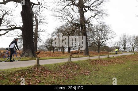 (161224) -- LONDRES, 24 décembre 2016 -- une photo prise le 24 décembre 2016 montre des cerfs dans Richmond Park, Londres, Grande-Bretagne. Richmond Park, le plus grand parc royal de Londres couvrant une superficie de 2 500 acres, est également une réserve naturelle nationale et un parc à cerfs avec 630 cerfs rouges et jachères errant librement.) BRITAIN-LONDON-NATURE-RICHMOND PARK-DEER HanxYan PUBLICATIONxNOTxINxCHN Londres DEC 24 2016 photo prise LE 24 2016 DEC montre des cerfs dans Richmond Park Londres Britain Richmond Park le plus grand parc royal de Londres couvrant une superficie de 2 500 acres EST donc une réserve naturelle nationale et Deer Park avec 630 Red et Fallo Banque D'Images