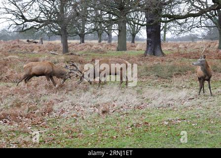 (161224) -- LONDRES, 24 décembre 2016 -- une photo prise le 24 décembre 2016 montre des cerfs dans Richmond Park, Londres, Grande-Bretagne. Richmond Park, le plus grand parc royal de Londres couvrant une superficie de 2 500 acres, est également une réserve naturelle nationale et un parc à cerfs avec 630 cerfs rouges et jachères errant librement.) BRITAIN-LONDON-NATURE-RICHMOND PARK-DEER HanxYan PUBLICATIONxNOTxINxCHN Londres DEC 24 2016 photo prise LE 24 2016 DEC montre des cerfs dans Richmond Park Londres Britain Richmond Park le plus grand parc royal de Londres couvrant une superficie de 2 500 acres EST donc une réserve naturelle nationale et Deer Park avec 630 Red et Fallo Banque D'Images