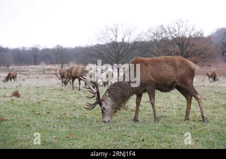 (161224) -- LONDRES, 24 décembre 2016 -- une photo prise le 24 décembre 2016 montre des cerfs dans Richmond Park, Londres, Grande-Bretagne. Richmond Park, le plus grand parc royal de Londres couvrant une superficie de 2 500 acres, est également une réserve naturelle nationale et un parc à cerfs avec 630 cerfs rouges et jachères errant librement.) BRITAIN-LONDON-NATURE-RICHMOND PARK-DEER HanxYan PUBLICATIONxNOTxINxCHN Londres DEC 24 2016 photo prise LE 24 2016 DEC montre des cerfs dans Richmond Park Londres Britain Richmond Park le plus grand parc royal de Londres couvrant une superficie de 2 500 acres EST donc une réserve naturelle nationale et Deer Park avec 630 Red et Fallo Banque D'Images