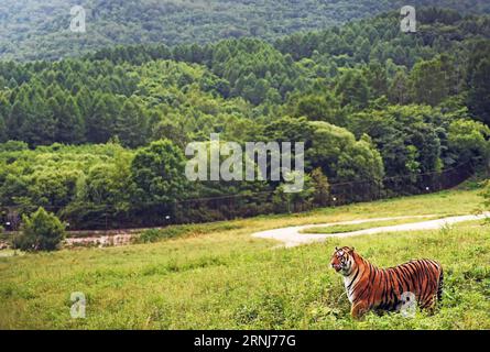 (170105) -- PÉKIN, 5 janvier 2017 -- Un tigre de Sibérie marche au parc des tigres de Sibérie dans le canton de Hengdaohezi, dans la ville de Hailin, dans le nord-est de la province du Heilongjiang, le 13 juillet 2016.) (wf) CHINA-SCENERY-SEASONS-SUMMER (CN) WangxJianwei PUBLICATIONxNOTxINxCHN Beijing Jan 5 2017 un tigre sibérien marche dans le parc des tigres sibériens de Hengdaohezi Township of Hailin 13 2016 Banque D'Images