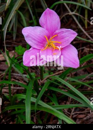 Storm Lilly, Zephyranthes minuta, fleur rose, cultivée, Malanda, Australie. Banque D'Images