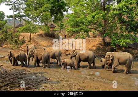 (170118) -- BAGO, 18 janvier 2017 -- une photo prise le 6 avril 2016 montre des éléphants au camp d'éléphants de Pho Kyar dans la région de Bago, au Myanmar. Le camp d'éléphants de Thitgatoeaing à Pathein-Sud, dans la région de l'Ayayawaddy du Myanmar, a été transformé en camp de conservation des éléphants pour attirer les touristes, a rapporté le 16 janvier 2017 le Global New Light of Myanmar. ) (swt) MYANMAR-BAGO-ELEPHANT CAMP MaungxHlaingxMyo PUBLICATIONxNOTxINxCHN Bago Jan 18 2017 fichier photo prise LE 6 2016 avril montre des éléphants AU Pho Elephant Camp dans la région de Bago Myanmar le Elephant Camp dans Pathein South Myanmar S Banque D'Images