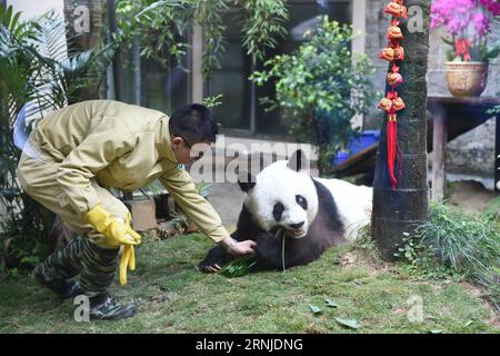 (170118) -- FUZHOU, 18 janvier 2017 -- Un gardien nourrit le panda géant Basi avec du bambou au centre de recherche et d'échange de panda à Fuzhou, capitale de la province du Fujian du sud-est de la Chine, le 18 janvier 2017. Le centre de recherche et d échange sur les panda a organisé une célébration d anniversaire pour Basi, 37 ans, le plus vieux panda géant du monde en captivité. Basi est né en 1980 dans le comté de Baoxing, dans la province du Sichuan du sud-ouest de la Chine. Et elle est prototype pour la mascotte Panpan pour les Jeux asiatiques de Beijing 1990. (zx) CHINA-FUZHOU-GIANT PANDA-BIRTHDAY CELEBRATION (CN) LinxShanchuan PUBLICATIONxNOTxINxCHN Fuzhou Jan 18 2017 a Keeper Banque D'Images