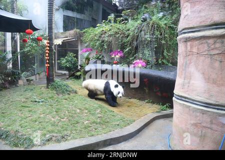 FUZHOU, photo prise le 18 janvier 2017 montre le panda géant Basi au centre de recherche et d'échange de panda à Fuzhou, capitale de la province du Fujian du sud-est de la Chine. Le centre de recherche et d échange sur les panda a organisé une célébration d anniversaire pour Basi, 37 ans, le plus vieux panda géant du monde en captivité. Basi est né en 1980 dans le comté de Baoxing, dans la province du Sichuan du sud-ouest de la Chine. Et elle est prototype pour la mascotte Panpan pour les Jeux asiatiques de Beijing 1990. (zx) CHINA-FUZHOU-GIANT PANDA-BIRTHDAY CELEBRATION (CN) LinxShanchuan PUBLICATIONxNOTxINxCHN Fuzhou photo prise LE 18 2017 janvier montre Giant Panda Basi AU Banque D'Images