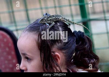 (170118) -- GIZEH (EGYPTE), 18 janvier 2017 -- la fille de Tolba est vue avec un lézard sur la tête au zoo privé de Tolba à Gizeh, Egypte, le 29 novembre 2016. Africano Tolba Village est un zoo privé créé par le chasseur Salah Tolba, âgé de 50 ans. Il a décidé de transformer son passe-temps en une entreprise d'exposition d'animaux par l'intermédiaire d'un zoo privé sous licence rare.) ÉGYPTE-GIZA-PRIVATE ZhaoxDingzhe PUBLICATIONxNOTxINxCHN Giza Égypte Jan 18 2017 Tolba S fille EST lacs avec un lézard SUR la tête À Tolba S Zoo privé à Giza Égypte LE 29 2016 novembre Africano Tolba Village EST un zoo privé créé par Hunter S âgé de 50 ans Banque D'Images