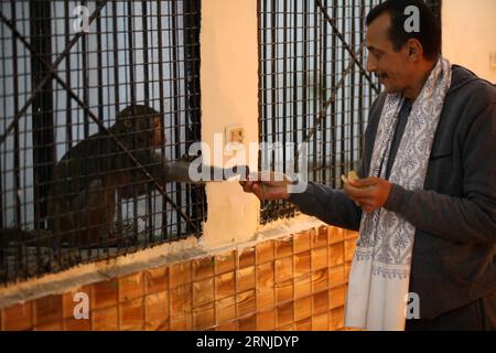 (170118) -- GIZEH (EGYPTE), 18 janvier 2017 -- un homme nourrit un singe au zoo privé de Tolba à Gizeh, Egypte, le 14 janvier 2017. Africano Tolba Village est un zoo privé créé par le chasseur Salah Tolba, âgé de 50 ans. Il a décidé de transformer son passe-temps en une entreprise d'exposition d'animaux par l'intermédiaire d'un zoo privé sous licence rare.) ÉGYPTE-GIZA-PRIVATE ZOO AhmedxGomaa PUBLICATIONxNOTxINxCHN Giza Egypte Jan 18 2017 un homme nourrit un singe AU zoo privé Tolba S à Giza Egypte LE Jan 14 2017 Africano Tolba Village EST un zoo privé créé par Salah Tolba chasseur de 50 ans il a décidé de transformer son Hobby en Animal annexe Banque D'Images