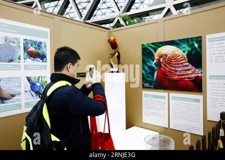 (170119) -- SHANGHAI, 19 janvier 2017 -- Un visiteur prend des photos de la photo de faisan doré dans l'exposition préliminaire de galliformes au Musée des sciences et de la technologie de Shanghai, dans l'est de la Chine, le 19 janvier 2017. L'exposition officielle aura lieu du 20 janvier au 1 mai. ) (lx) CHINA-SHANGHAI-GALLIFORMES EXHIBITION (CN) FangxZhe PUBLICATIONxNOTxINxCHN Shanghai Jan 19 2017 un visiteur prend des photos de l'image du FAISAN d'or dans l'exposition préliminaire de Galliformes AU Musée des sciences et de la technologie de Shanghai à Shanghai East China Jan 19 2017 l'exposition officielle sera H Banque D'Images