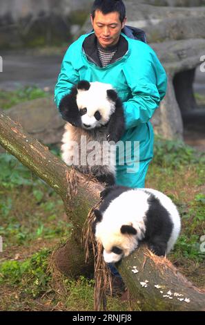 (170122) -- CHONGQING, 22 janvier 2017 -- les petits jumeaux panda géants Dashuang (ci-dessus) et Xiaoshuang sont vus au zoo de Chongqing à Chongqing, dans le sud-ouest de la Chine, le 22 janvier 2017. Les jumeaux, nés en juillet 2016, ont rencontré le public ici dimanche. ) (Wyo) CHINE-CHONGQING-GÉANT PANDA-JUMEAU (CN) ChenxCheng PUBLICATIONxNOTxINxCHN Chongqing Jan 22 2017 Panda géant jumeau Dashuang ci-dessus et Xiaoshuang sont des lacs AU zoo de Chongqing à Chongqing Sud-Ouest de la Chine Jan 22 2017 les jumelles nées en juillet 2016 ont rencontré le public ici dimanche wyo Chine Chongqing Twin CN ChenxCheng PUBLICATIONxNOTxIN Banque D'Images