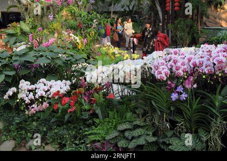 (170123) -- BEIJING, 23 janvier 2017 -- des touristes visitent une exposition d'orchidées au jardin botanique de Beijing, capitale de la Chine, le 23 janvier 2017.) (Zyd) CHINA-BEIJING-ORCHID EXHIBITION (CN) LixMingfang PUBLICATIONxNOTxINxCHN Beijing janvier 23 2017 visite des touristes à l'exposition d'orchidées au jardin botanique de Beijing capitale de la Chine janvier 23 2017 ZYD Chine exposition d'orchidées de Beijing CN LixMingfang PUBLICATIONxNOTxINxCHN Banque D'Images