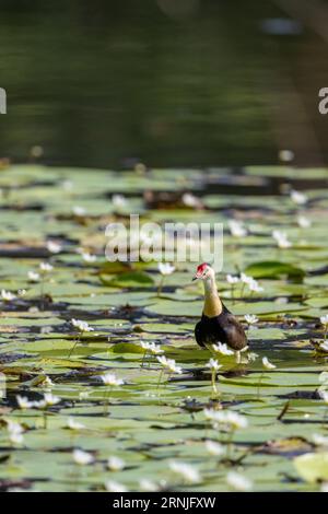 Un jacana à crête en peigne, également connu sous le nom de lotusbird ou lilytrotter, marche sur les coussins de lilly dans les marécages de Cattana, Queensland, Australie. Banque D'Images