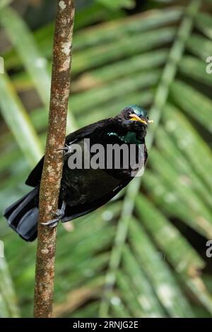 Un magnifique oiseau-rivet mâle de Victoria est perché verticalement sur un petit tronc de gaucher de forêt tropicale tenant un usé dans son bec. Banque D'Images