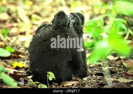 Un macaque à crête (Macaca nigra) embrasse un autre individu alors qu'il a une activité sociale sur le terrain dans la forêt de Tangkoko, Sulawesi du Nord, Indonésie. Les primatologues ont révélé que se battre ou se chasser les uns les autres font partie des activités sociales du macaque à crête. Les contacts manuels agressifs ont eu lieu fréquemment et sont très normaux, et sont souvent suivis de représailles et de réconciliation - un fait qui a aidé à construire la réputation du macaque à crête comme une espèce hautement socialement tolérante. le changement climatique peut réduire l'adéquation de l'habitat des espèces de primates, ce qui pourrait les forcer à se déplacer Banque D'Images