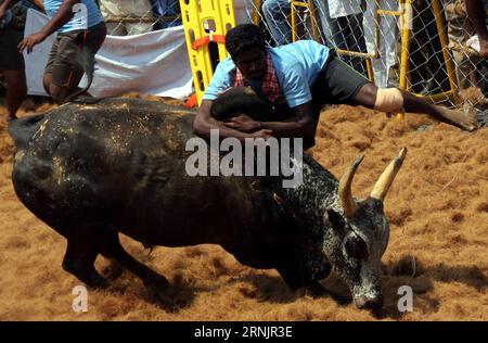 (170210) -- PALAMEDU, 9 février 2017 -- un Indien tente de contrôler un taureau lors d'un festival traditionnel d'apprivoisation des taureaux appelé Jallikattu dans le village de Palamedu près de Madurai, dans le sud de l'État indien du Tamil Nadu, le 9 février 2017. Le Jallikattu était traditionnellement pratiqué dans le cadre de la fête des moissons de Pongal. Il s'agit d'hommes chassant le taureau essayant de saisir sa bosse et de la monter aussi longtemps que possible ou de l'arrêter et de retirer le morceau de tissu fixé à ses cornes.) (wtc) INDIA-PALAMEDU-FESTIVAL-JALLIKATTU Stringer PUBLICATIONxNOTxINxCHN 170210 février 9 2017 à Indian essaie de contrôler un taureau pendant un Tra Banque D'Images