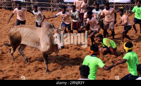 (170210) -- PALAMEDU, 9 février 2017 -- des Indiens tentent de contrôler un taureau au cours d'un festival traditionnel d'apprivoisation des taureaux appelé Jallikattu dans le village de Palamedu près de Madurai, dans le sud de l'État indien du Tamil Nadu, le 9 février 2017. Le Jallikattu était traditionnellement pratiqué dans le cadre de la fête des moissons de Pongal. Il s'agit d'hommes chassant le taureau essayant de saisir sa bosse et de la monter aussi longtemps que possible ou de l'arrêter et de retirer le morceau de tissu fixé à ses cornes.) (wtc) INDIA-PALAMEDU-FESTIVAL-JALLIKATTU Stringer PUBLICATIONxNOTxINxCHN 170210 fév 9 2017 les Indiens tentent de contrôler un taureau lors d'un traditionnel Banque D'Images