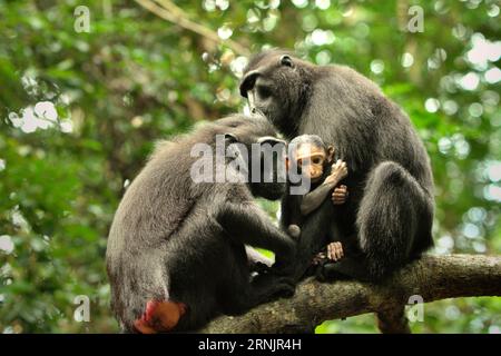 Les femelles de macaque à crête de Célèbes (Macaca nigra) prennent soin d'une progéniture alors qu'elles ont une activité sociale dans la forêt de Tangkoko, Sulawesi du Nord, Indonésie. Le changement climatique et les maladies sont des menaces émergentes pour les primates, tandis que le macaque à crête appartient aux 10% des espèces de primates qui sont très vulnérables aux sécheresses. Un rapport récent a révélé que la température augmente effectivement dans la forêt de Tangkoko, et que l'abondance globale des fruits a diminué. Macaca nigra est considérée comme une espèce clé dans leur habitat, une importante «espèce parapluie» pour la conservation de la biodiversité. Banque D'Images