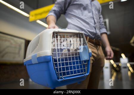 Napoléon réagit à l’intérieur d’un chenil à côté de son propriétaire Nicolas, avant de monter dans le métro à Buenos Aires, Argentine, le 18 février 2017. Selon la presse locale, le gouvernement de Buenos Aires a informé qu’à partir de samedi les passagers pourront voyager avec de petits chiens et chats à travers toutes les lignes de métro sans avoir à payer de frais supplémentaires. Mart¨ªn Zabala) (mz) (ma) (fnc) (yk) ARGENTINA-BUENOS AIRES-SOCIETY-PETS e MARTINxZABALA PUBLICATIONxNOTxINxCHN Napoleon réagit à l'intérieur d'un chenil à côté de son propriétaire Nicolas avant d'embarquer dans le métro à Buenos Aires Argentine février 18 2017 selon la L. Banque D'Images