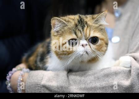 (170225) -- HONG KONG, 25 février 2017 -- Un chat de compagnie est vu lors du 4e Championship Cat Show du PET Show 2017 à Hong Kong, dans le sud de la Chine, le 25 février 2017. Plus de 300 chats ont été exposés dans le concours du salon du chat samedi. ) (MCG) CHINA-HONG KONG-CAT SHOW (CN) LixPeng PUBLICATIONxNOTxINxCHN Hong Kong février 25 2017 un chat pour animaux de compagnie EST des lacs lors du 4e Championnat Cat Show du PET Show 2017 à Hong Kong Chine du Sud février 25 2017 plus de 300 chats ont été exposés dans la compétition du Cat Show ON samedi mcg Chine Hong Kong Cat Show CN LixPeng PUBLICATIONxNOTxINxCHN Banque D'Images