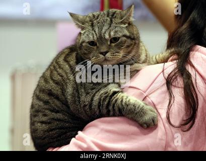 (170225) -- HONG KONG, 25 février 2017 -- Un chat gagnant un prix est vu lors du 4e Championship Cat Show du PET Show 2017 à Hong Kong, dans le sud de la Chine, le 25 février 2017. Plus de 300 chats ont été exposés dans le concours du salon du chat samedi. ) (MCG) CHINA-HONG KONG-CAT SHOW (CN) LixPeng PUBLICATIONxNOTxINxCHN Hong Kong février 25 2017 un Prix Cat IS Lakes lors du 4e Championnat Cat Show du PET Show 2017 à Hong Kong Chine du Sud février 25 2017 plus de 300 chats ont été présentés dans la compétition du Cat Show samedi mcg Chine Hong Kong Cat Show CN LixPeng PUBLICATIONx Banque D'Images