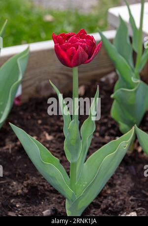 'Nachtwacht, veille de nuit' double tulipe précoce, Tidig fylld tulpan (Tulipa gesneriana) Banque D'Images