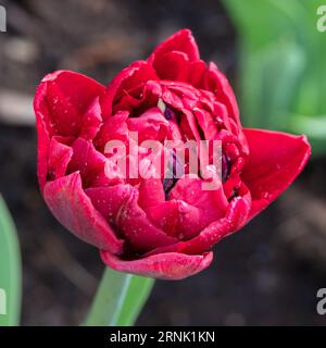 'Nachtwacht, veille de nuit' double tulipe précoce, Tidig fylld tulpan (Tulipa gesneriana) Banque D'Images