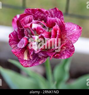 'Nachtwacht, veille de nuit' double tulipe précoce, Tidig fylld tulpan (Tulipa gesneriana) Banque D'Images