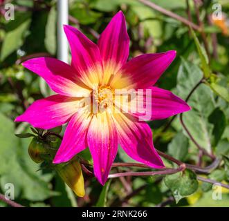 Dahlia à fleurs uniques, Enkelblommig dahlia (Dahlia x hortensis) Banque D'Images