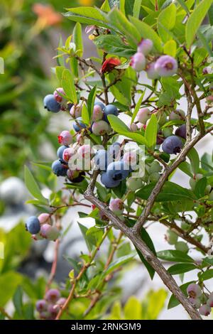 'Patriot' bleuet de buisson du Nord, Amerikansk blåbär (Vaccinium corymbosum) Banque D'Images