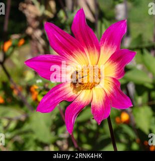 Dahlia à fleurs uniques, Enkelblommig dahlia (Dahlia x hortensis) Banque D'Images