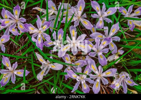 Wild Iris, Douglas iris, Iris douglasiana, King Range National conservation Area, Lost Coast, Humboldt County, Californie Banque D'Images