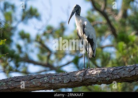 Cigogne (Mycteria americana) perchée sur une branche d'arbre au parc d'État d'Amelia Island sur l'île Amelia dans le nord-est de la Floride. (ÉTATS-UNIS) Banque D'Images