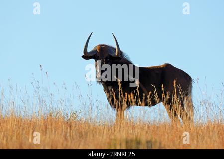 Un wildebeest noir (Connochaetes gnou) se profilait dans les prairies, Mountain Zebra National Park, Afrique du Sud Banque D'Images