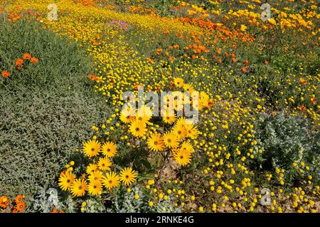 Fleurs sauvages fleuries printanières colorées, Namaqualand, Northern Cape, Afrique du Sud Banque D'Images