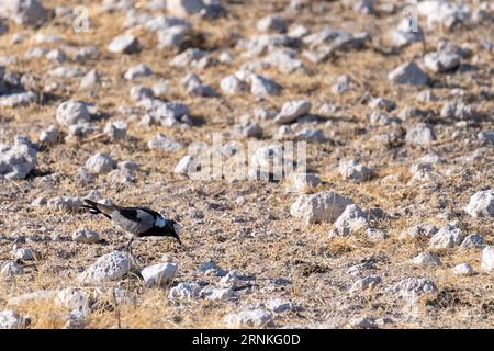 Photo au téléobjectif d'un forgeron lapwing -Vanellus armatus- dans le parc national d'Etosha, Namibie Banque D'Images